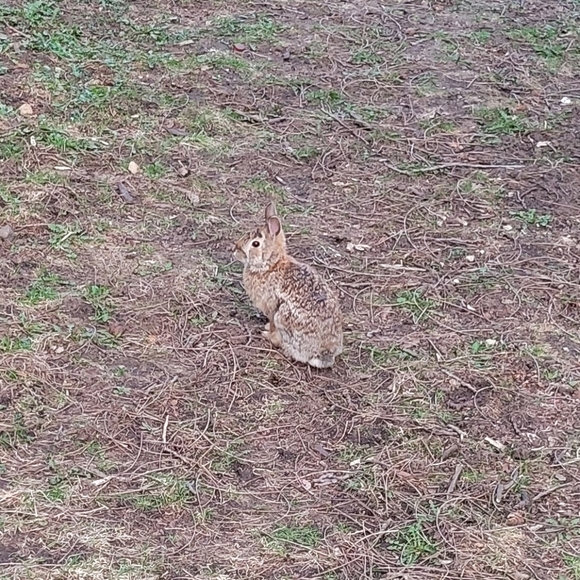 LOFT Belt Tie Denim Front Buttons Skirt Blue Indigo Patch Pockets Boho Western 4 - Picture 8 of 9